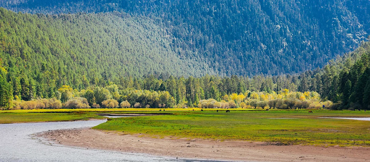 Travel through the most beautiful primeval forest - Spruce Forest